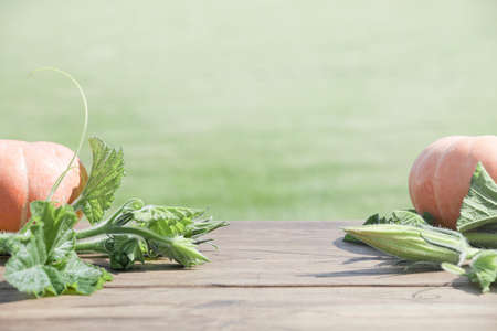 Autumn harvest. pumpkins with leaves on green background.Concept of Thanksgiving day or Halloween....