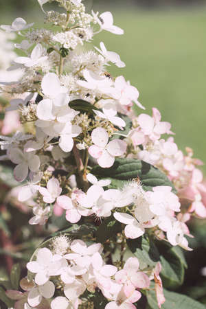 Branches of blossoms beautiful flower. Minimal nature background. card for valentine, women and...