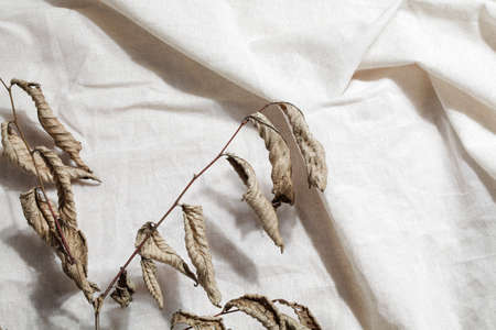 natural background. minimal, stylish concept. boho design. copy space. dry leaves on the stem on linen textile. new trendy home decor.の写真素材