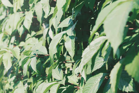 leaves of loach, abstract green texture, nature light tone background. fresh leaves background with sunshine.の写真素材