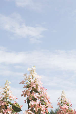 beautiful flower against the sky with clouds. trend concept. copy space