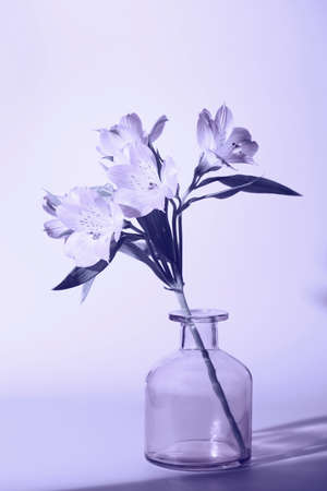 fresh beautiful flowers in vase toned in trendy Very Peri. color of the year. floral background, minimal nature background. holiday card conceptの写真素材