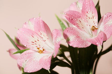 fresh beautiful flowers on beige background. floral background, selective focus. minimal nature background. holiday card conceptの写真素材