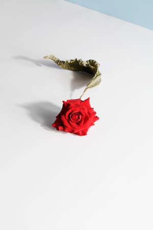 Abstract composition of red rose and dry leaf on white, blue background. art and design concept. Art Deco style.Creative abstract interior photographyの写真素材