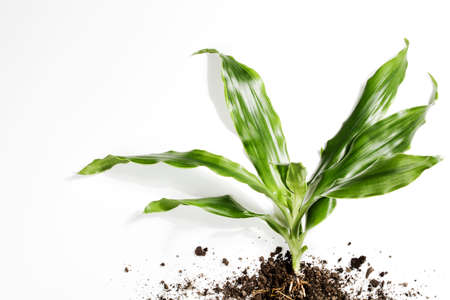 plant with roots in ground on white background. Eco friendly, gardening and development concept. copy space top view . green world and earth dayの写真素材