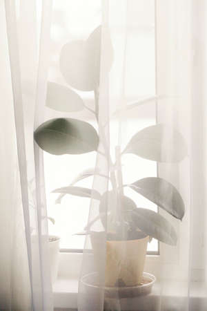 Decorative house plant in pot on windowsill with curtain with natural light.Creative nature...