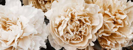 beige peonies on dark background. minimal floral and nature style, selective focus, holiday card. coffee tones flowers, modern design, boho concept.の写真素材