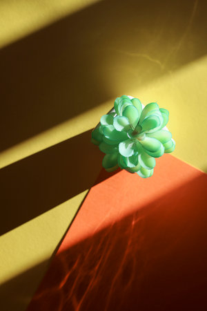 Decorative house plant in pot on yellow and orange background with deep light.Creative nature...