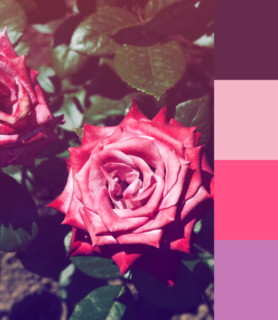 color matching palette, magazine collage style, artistic mood board concept. selective focus. pink rose on green blurred backgroundの写真素材