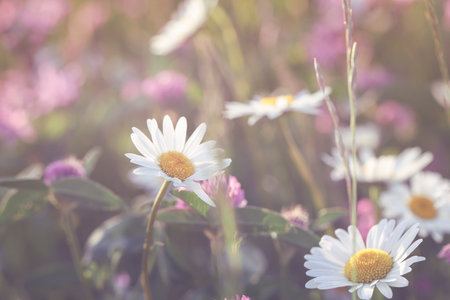 Flowers background with daisies .card for wedding, holiday, valentines, event, arrangement concept. elegance romance style. selective focusの写真素材