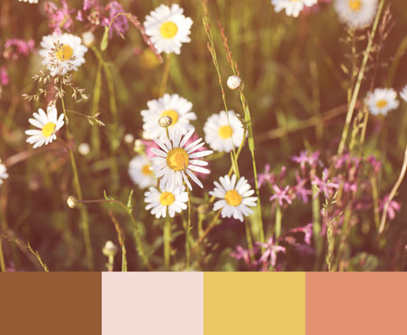 color matching palette, magazine collage style, artistic mood board concept. selective focus. daisies, clover and wildflowers on blurry backgroundの写真素材
