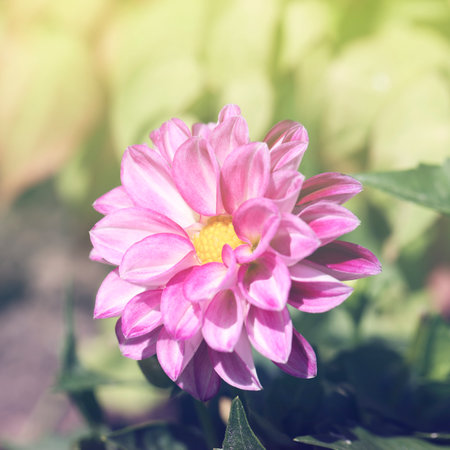 background with beauty flower.card for wedding, holiday, valentines, event, arrangement concept. elegance romance style. selective focusの写真素材