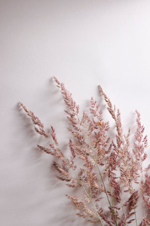 Dry pampas grass on white background. beautiful neutral colors. Minimal, abstract, natural concept. selective focus, copy space. home decorの写真素材