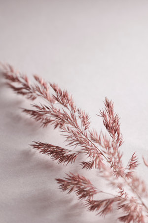 Dry pampas grass on white background. beautiful neutral colors. Minimal, abstract, natural concept. selective focus, copy space. home decorの写真素材