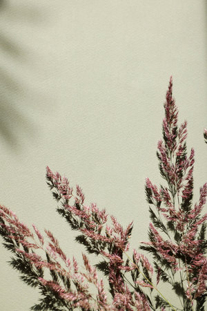 Dry pampas grass on green background with shadow. Beautiful neutral colors. Minimal, abstract, natural concept. selective focus, copy space.home decorの写真素材