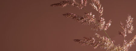 Dry pampas grass on brown background with shadow. Beautiful neutral colors. Minimal, abstract, natural concept. selective focus, copy space.home decorの写真素材