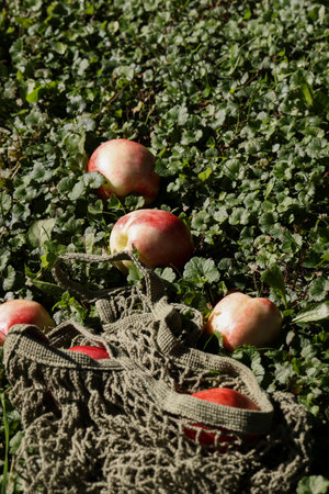 trendy color combination, pink peaches in reusable , mesh bag on grass background. Zero waste, eco friendly concept. shopping and grocery styleの写真素材