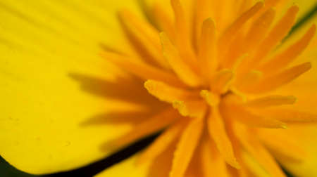 Orange flower of eschscholtzia blooms in the garden. Petals, pistils and stamens of the flower. Selective focus. Close up. Macroの写真素材