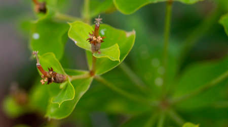 Flowers of euphorbia lucorum bloom in the garden. Petals, pistils and stamens of the flower....