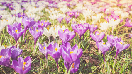 Flowers Crocuses Violet Close-up Spring Sunlightの写真素材