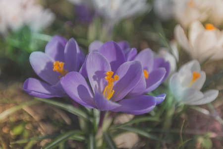 Flowers Crocuses Close-up Spring Sunlight