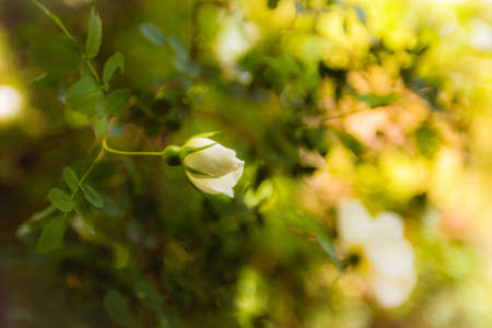 White Roses Sunny Dayの写真素材