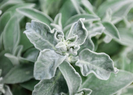 Texture Leaves Macro Close-up Outdoors Natural Dayの写真素材