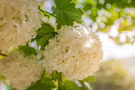 White Flowering Tree Kalina Buldenezh  Sunny Dayの写真素材