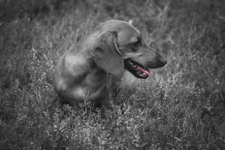 Dog Dachshund Photo Macro Closeup on Nature Monochromeの写真素材