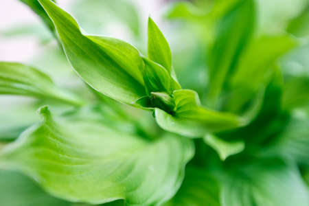 Leaves Hosta Macro Drops Rain Close-up Naturalの写真素材