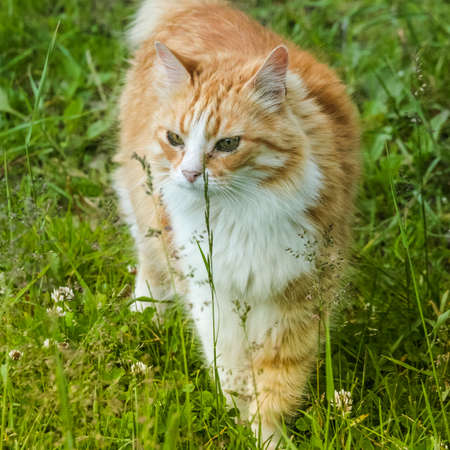 Spring Red Cat on a Walk in the Park  Close-upの写真素材