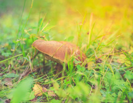 Mushroom, close-up, sunny meadow