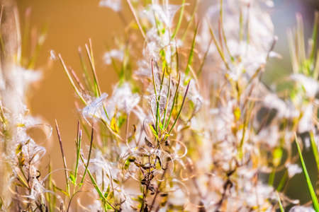 Grass, Blades of grass, Brown, Summer, Sun, Abstraction, Natureの写真素材