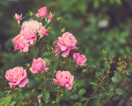 Bush, Pink Roses, Retro style, Nature, Outdoorsの写真素材