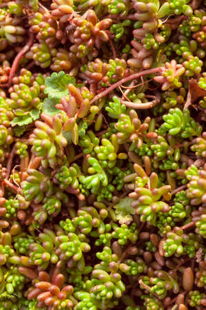 Natural background Cactus succulent plant, Vertical. Flowersの写真素材