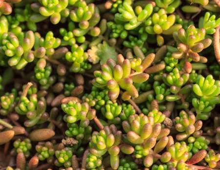 Background, Cactus succulent plant, Natureの写真素材