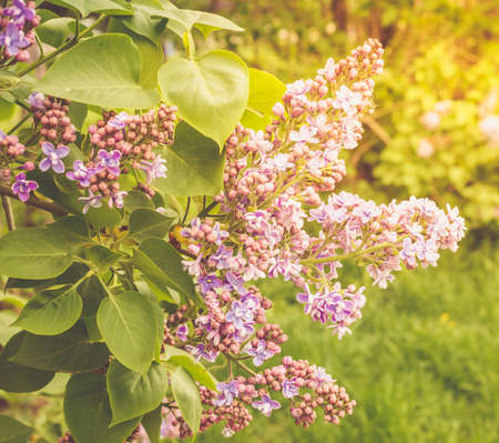 Lilac branch, close-up on a bright sunny day. Natureの写真素材