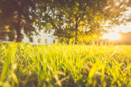 Summer, grass green, sunlight, boke, abstract landscape. Natureの写真素材