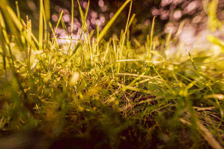 Summer, grass, sunlight, bokeh, abstract. Natureの写真素材