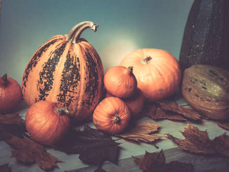 Harvesting pumpkins on a wooden table, autumn leavesの写真素材
