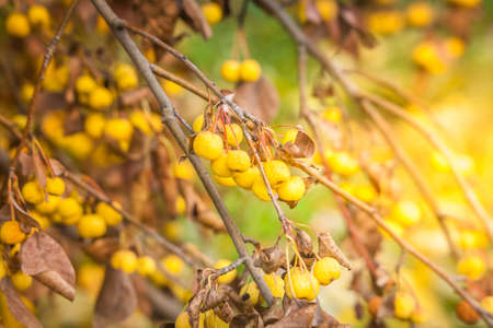 Autumn, Fruit Tree, Naturally Warm, Sunlightの写真素材