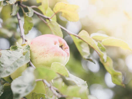 Red apple on a tree, close-up, sunny autumn day, pastelの写真素材