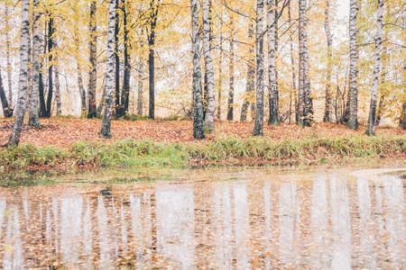 Golden autumn reflection in the waterの写真素材