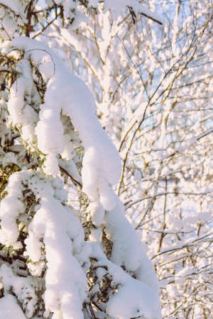 Winter, snowy forest, hard light, pines, life outside the cityの写真素材