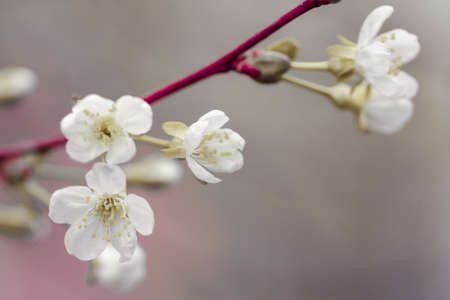 Cherry flowers close-up - image