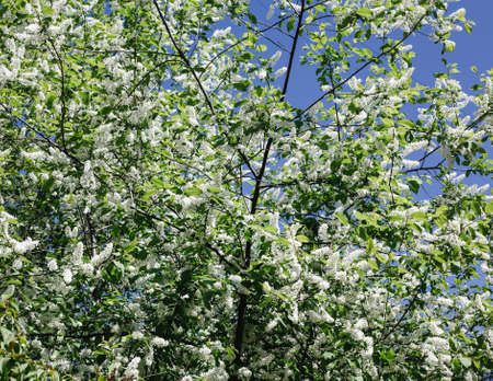 Spring Cherry blossoms in full bloom outdoor -  Image