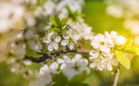 Apple blossom in the foreground park outdoors - imageの写真素材