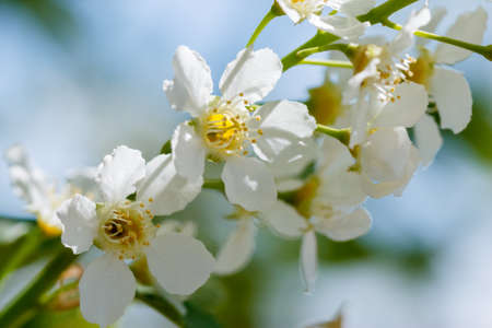 Cherry Flowers Close-Up outdoors - imageの写真素材