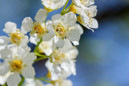 Cherry flowers close-up branchの写真素材