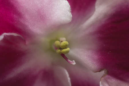 Natural texture background images African violets abstractの写真素材